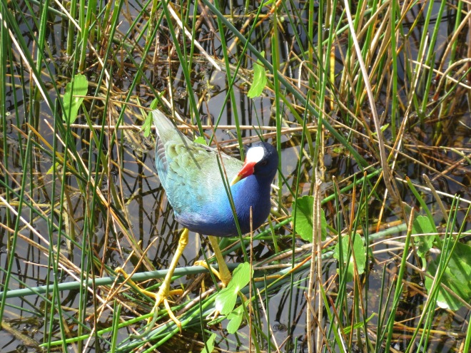 Wetland Bird