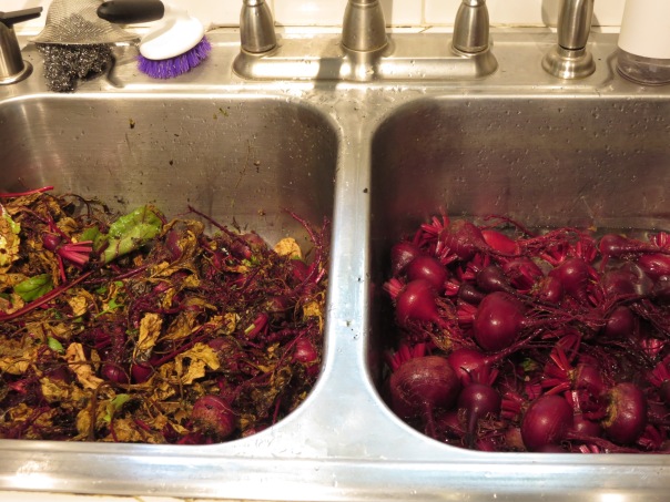 Beets in Sink