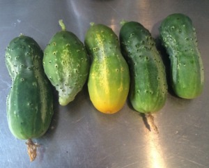 This image comes from Tumblr, not my own camera, but that stubby little cucumber second from the left is pretty much exactly what mine were looking like.  I didn't get any good pictures.
